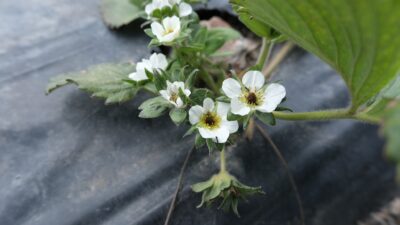 Erzincan’da baharın yüzünü göstermesiyle birlikte tarımsal faaliyetler hız kazandı. Çiftçiler,