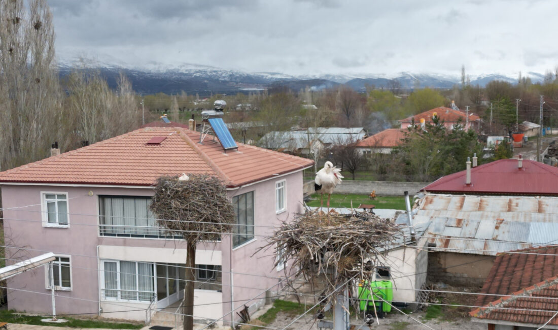 Erzincan’da bu yıl baharın erken sinyallerini veren leylekler, Nisan ayının