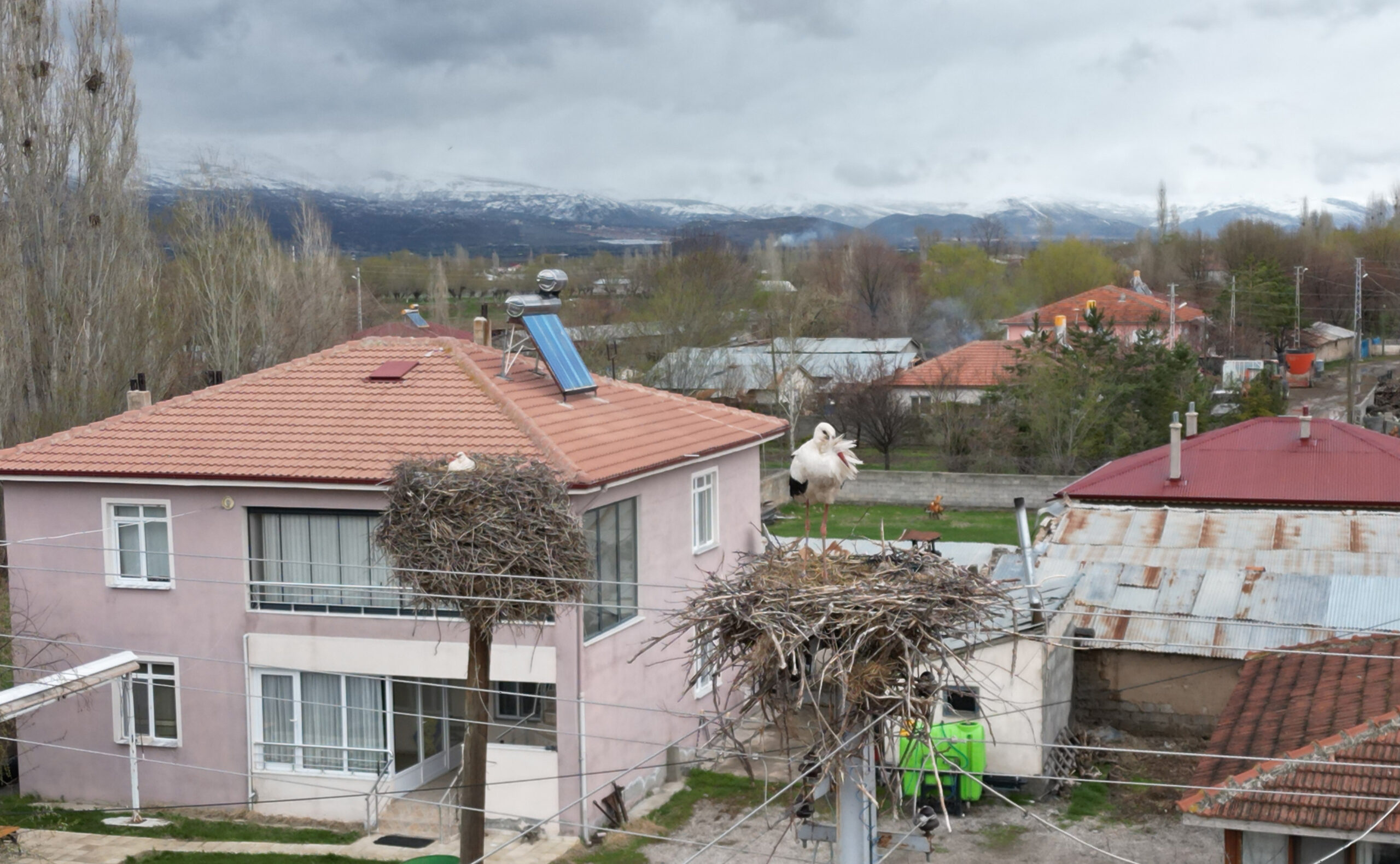 Erzincan’da bu yıl baharın erken sinyallerini veren leylekler, Nisan ayının
