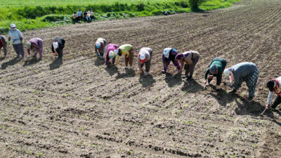 Erzincan Binali Yıldırım Üniversitesi Müzik Eğitimi öğrencileri, Anneler Günü’nde tarlada
