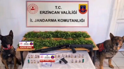 Erzincan’ın Tercan ilçesinde yapılan uyuşturucu operasyonda 2.636 kök kenevir bitkisi