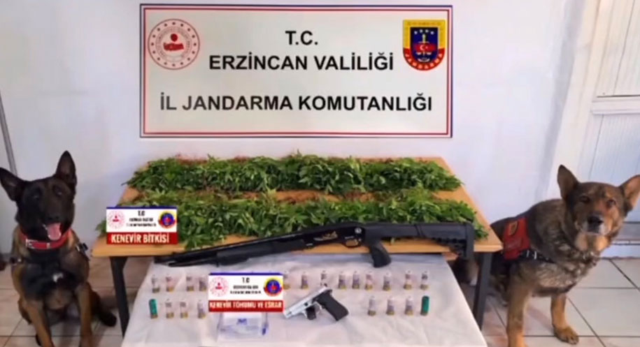 Erzincan’ın Tercan ilçesinde yapılan uyuşturucu operasyonda 2.636 kök kenevir bitkisi