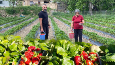 Doğu Anadolu’nun organik çilek üretim merkezlerinden biri olan Tatlısu köyünde
