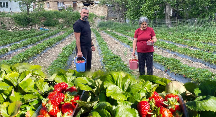 Doğu Anadolu’nun organik çilek üretim merkezlerinden biri olan Tatlısu köyünde