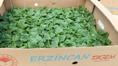 Erzincan Bahçe Kültürleri Araştırma Enstitüsü, bugün itibariyle sebze fidelerinin satışına