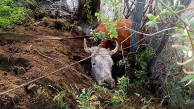Erzincan Belediyesi İtfaiye Müdürlüğü ekipleri, 112 Acil Çağrı Merkezi’ne gelen