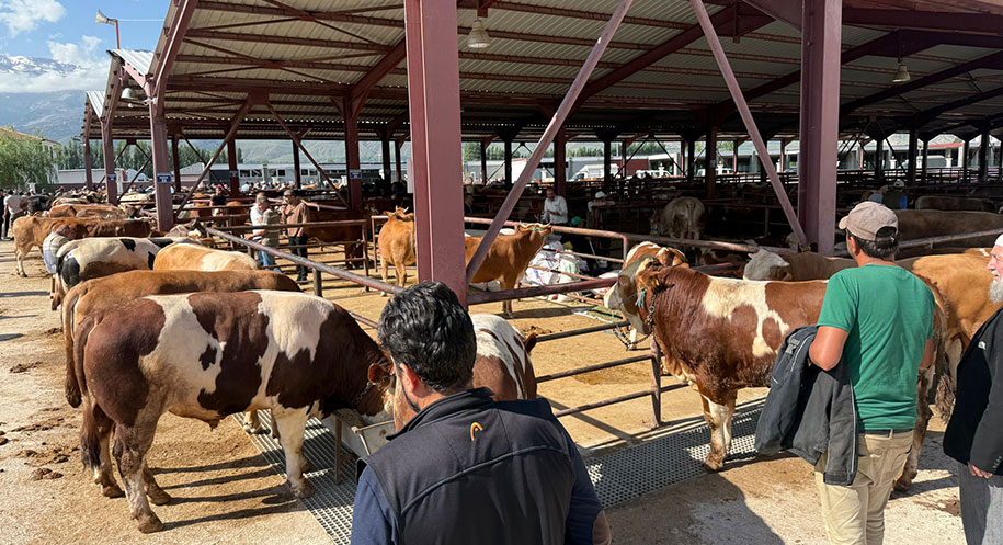 Erzincan’da Kurban Bayramı öncesi kurulan canlı hayvan pazarında hareketlilik başladı.