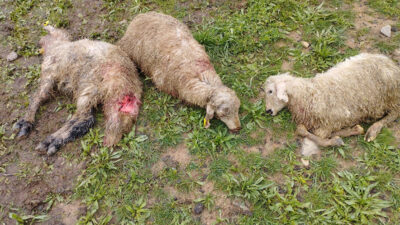 Erzincan’ın Tercan ilçesinde meydana gelen kurt saldırısı küçükbaş hayvan yetiştiricilerini