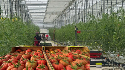 Erzincan, toplu sera bölgesi ve jeotermal yatırımlarla tarımda dönüşüm yaşıyor!