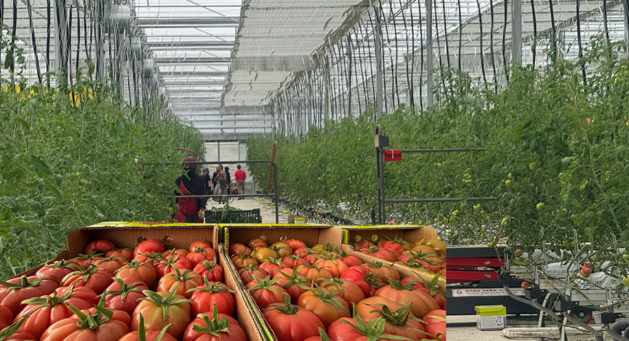 Erzincan, toplu sera bölgesi ve jeotermal yatırımlarla tarımda dönüşüm yaşıyor!