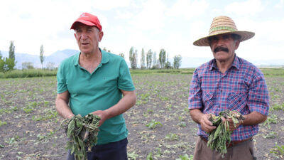 Erzincan’ın merkeze bağlı Hancı çiftliği köyünde yaban domuzlarının pancar tarlalarına