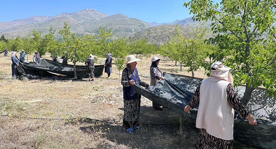 Erzincan’ın Üzümlü ilçesinde başlayan dut hasadı, üreticilere hem ekonomik kazanç