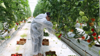 Erzincan, KUDAKA raporuyla seracılıkta sıçrama yapıyor! Jeotermal enerji, bereketli topraklar