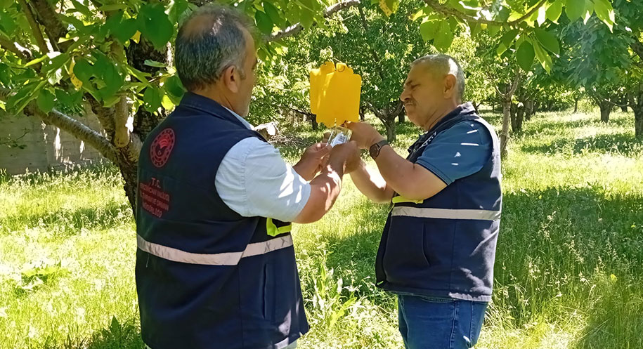 Erzincan Tarım ve Orman İl Müdürlüğü, kiraz bahçelerinde zararlı kiraz
