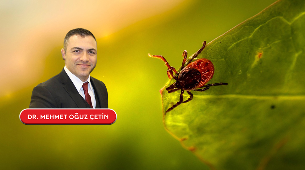 Yazın keyfi doğada çıkar, ancak dikkat: Keneler tehlikeli hastalıkların habercisi