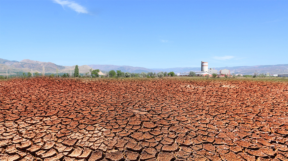 TMO’nun Mayıs 2025 Fenolojik Değerlendirme Raporu, Türkiye’de hububat ve bakliyat