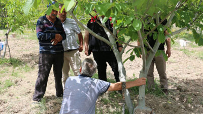 Erzincan Tarım ve Orman İl Müdürlüğü ekipleri, Aydoğdu ve Söğütözü