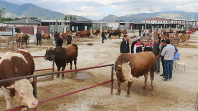 Kurban Bayramı’na sayılı günler kala Erzincan’da kurbanlık alışverişi hareketliliği artarak