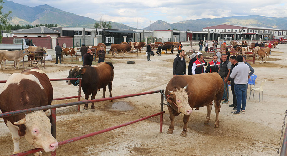 Kurban Bayramı’na sayılı günler kala Erzincan’da kurbanlık alışverişi hareketliliği artarak