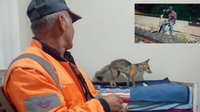 Erzincan’ın Kemah ilçesinde Bekir Altunkes, her akşam kapısına gelen tilkiyi