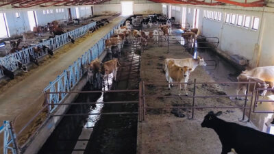 Erzincan’da hayvancılık sektörünü güçlendirmek ve bölge üreticilerine daha nitelikli hizmet