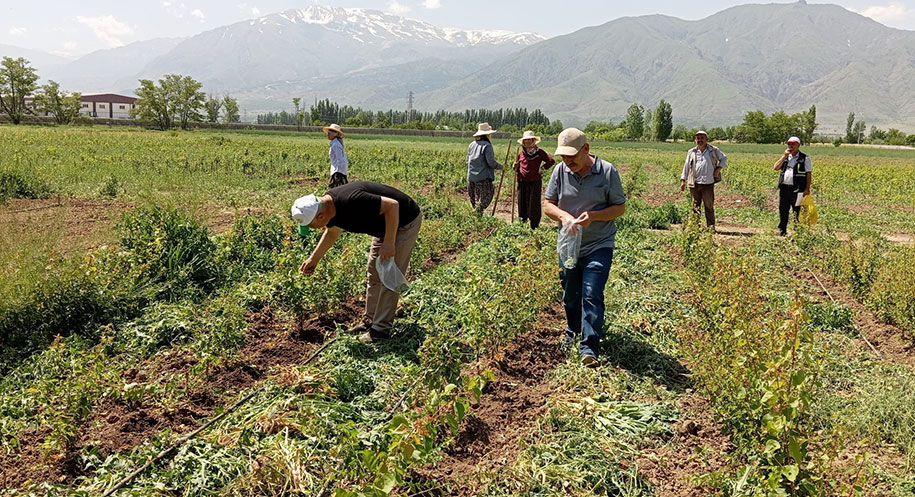Erzincan’da tarım sezonuyla birlikte bitkisel ve hayvansal üretim alanlarında hastalık