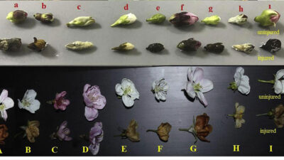 Erzincan Bahçe Kültürleri Araştırma Enstitüsü Müdürlüğü, Erzurum, Erzincan, Sivas ve