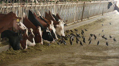 Tarım ve Orman Bakanlığı, 2025 yılı 1. dönem hayvancılık destekleme