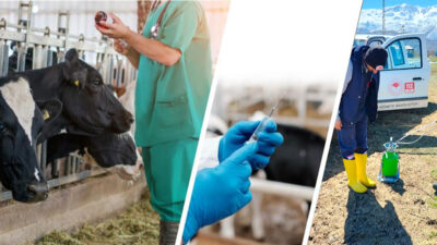 Tarım ve Orman Bakanlığı, yeni şap serotipi SAT1’e karşı aşı