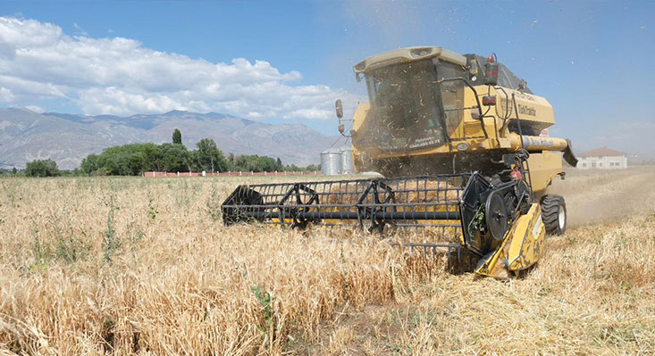 Erzincan Belediyesi’ne ait 600 dönümlük hububat tarlasında buğday ve arpa