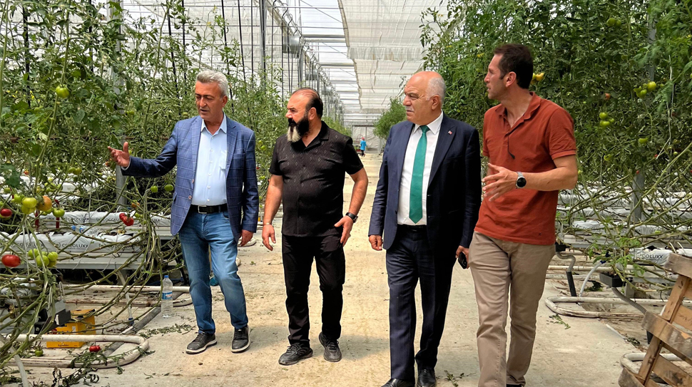 Erzincan’da jeotermal sera tesisinde yetişen domatesler, Avrupa sofralarında yerini alıyor.