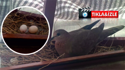 Tatil dönüşü evlerinin camında kumru yuvası bulan Yeşil ailesi, bu