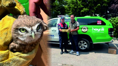 Erzincan’ın Üzümlü ilçesinde yaralı halde bulunan yavru baykuş, jandarma ekipleri