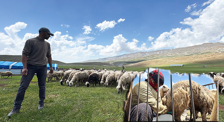 Erzincan’ın yüksek yaylalarında doğal yöntemlerle üretilen ve yıllık 5 bin