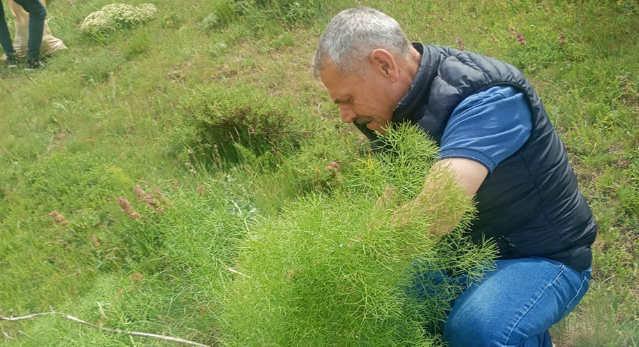 Erzincan’da doğadan ilham alan bilimsel bir atılım: Çakşır otundan elde