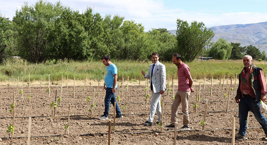 Erzincan’da Bahçe Kültürleri Araştırma Enstitüsü, Anadolu’nun kadim üzüm çeşitlerini gelecek