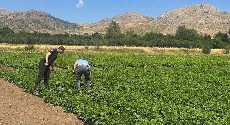 Erzincan Bahçe Kültürleri Araştırma Enstitüsü uzmanları, kuru fasulye üretim sahalarında
