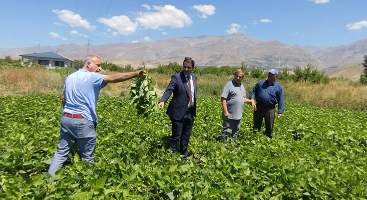 Erzincan Bahçe Kültürleri Araştırma Enstitüsü, Üzümlü ilçesindeki kuru fasulye üreticilerini