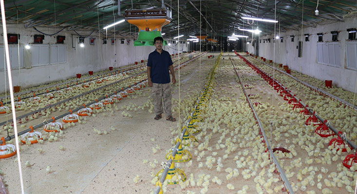 Erzincan’da hayvancılık sektörünün önemli alt kollarından biri olan broiler (etlik
