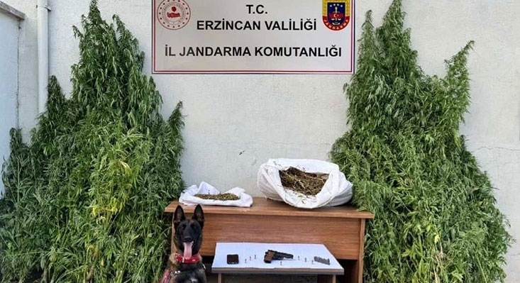 Erzincan İl Jandarma Ekipleri, yaptığı operasyonda toplamda 204 kök kenevir