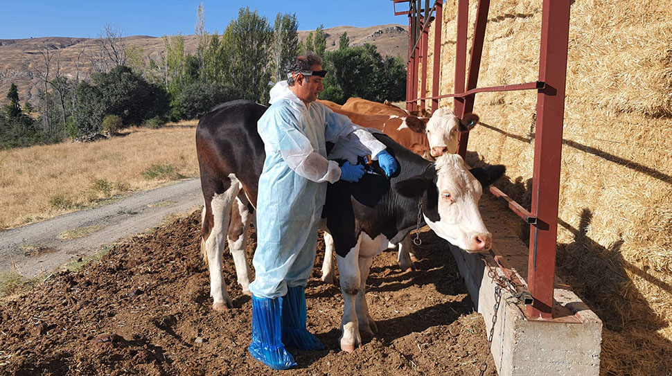 Erzincan’ın İliç ilçesinde hayvancılığı tehdit eden şap hastalığına karşı koruyucu