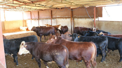 Çayırlı’nın Gelinpınarı Köyü’nde 200 baş kapasiteli besi işletmesi ziyaret edildi.