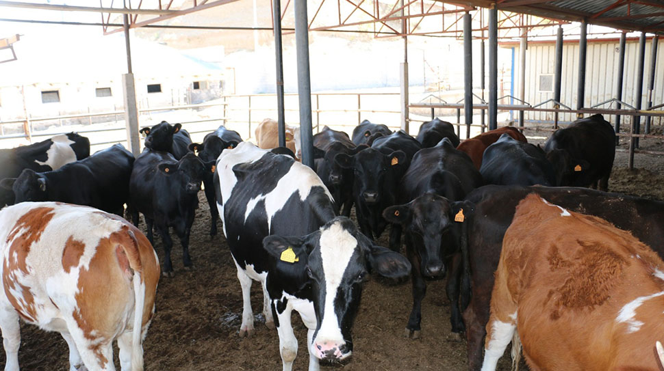 Tarım ve Orman Bakanlığı’nın sübvansiyonlu kredi destekli projesi kapsamında, Erzincan’da