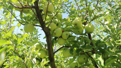 Erzincan Tarım ve Orman İl Müdürü Alper Koçaker, Gölpınar Köyü’nde