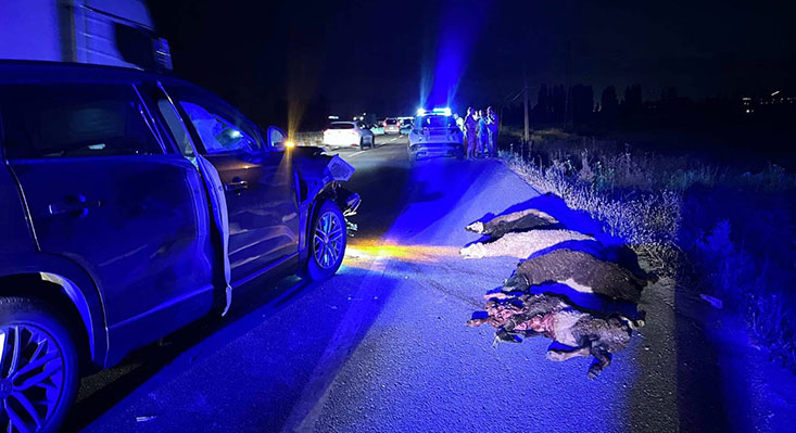 Erzincan’da otomobilin koyun sürüsüne çarptığı kazada 23 koyun telef oldu.