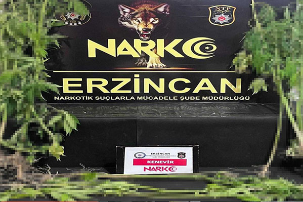 Erzincan’da Emniyet ekiplerinin uyuşturucuyla mücadele kapsamında yaptığı 15 kök kenevir
