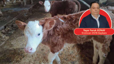Erzincan Damızlık Sığır Yetiştiricileri Birliği, yılın ilk yedi ayında gerçekleştirdiği