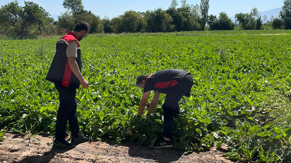 Geçtiğimiz yıl Erzincan’da 50.416 dekar alanda yetiştirilen şekerpancarı, 343.550 tonluk