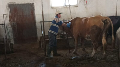 Tercan’da yaklaşık 28.882 büyükbaş ve 113.604 küçükbaş hayvan, şap hastalığı