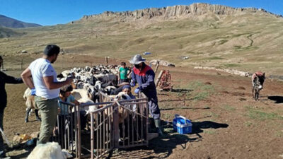 Üzümlü İlçe Tarım ve Orman Müdürlüğü, Kureyşli sarıkaya Köyü’nde 3.000